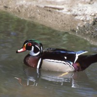 Wood Duck